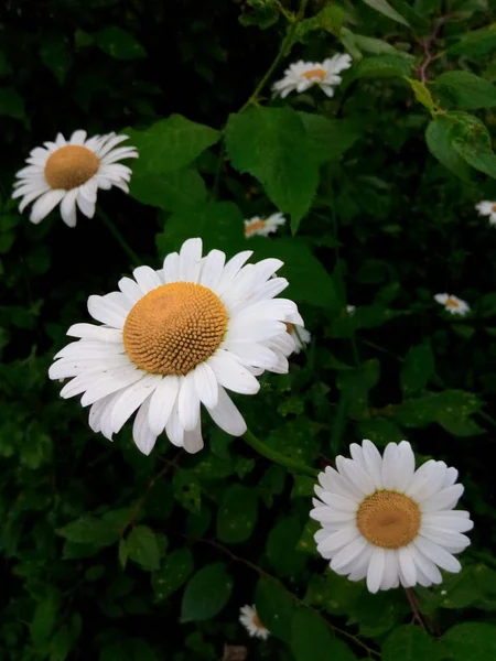 Blovvoming Daisies Shady Meadow Green Garden — Stock Photo, Image