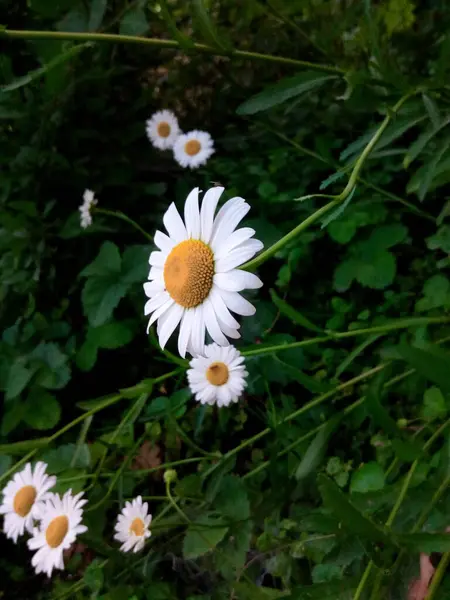 緑の庭の日陰の牧草地にデイジーを咲かせ — ストック写真