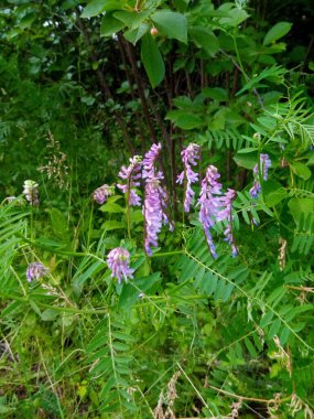Çimenler yeşil papatyalar Yaz bahçesindeki çayırlarda