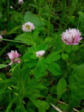 Çimenler yeşil papatyalar Yaz bahçesindeki çayırlarda