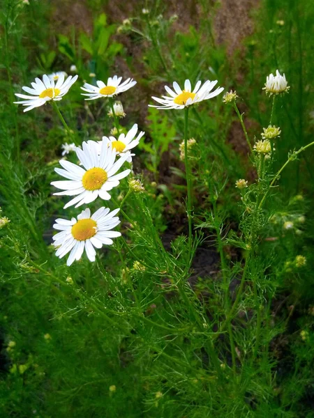 Marguerites Fleurs Dans Prairie Jardin Été — Photo