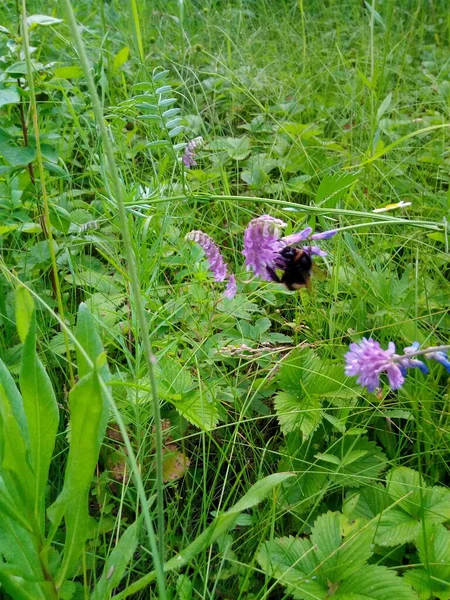 ピンクの花に縞模様のバンブルビー — ストック写真