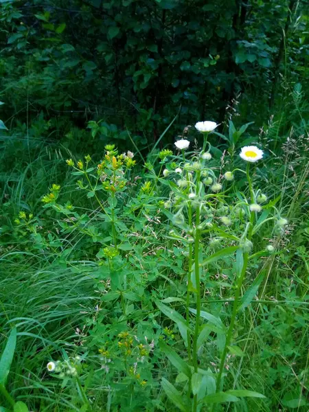 Grüne Grasmargeriten Blühen Auf Der Sommergartenwiese — Stockfoto