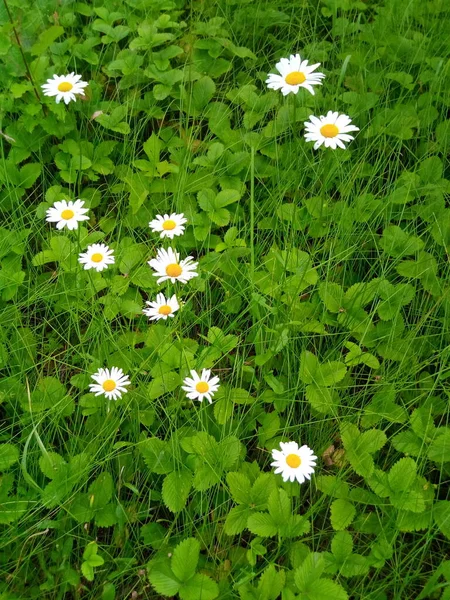 Százszorszépek Virágok Nyári Kerti Réten — Stock Fotó