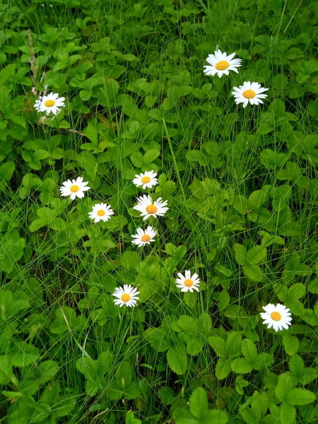 Gänseblümchen Blühen Auf Der Sommergartenwiese — Stockfoto