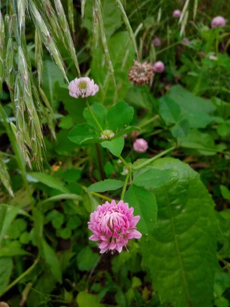 夏天花园草地上的绿草雏菊 — 图库照片
