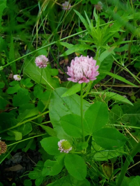 夏天花园草地上的绿草雏菊 — 图库照片