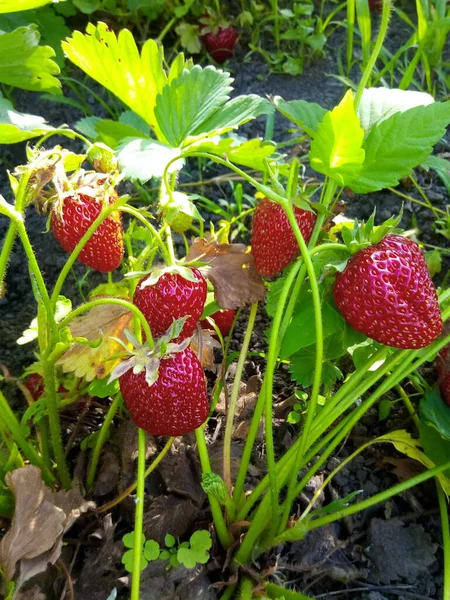 Φράουλες Ώριμα Κόκκινα Μούρα — Φωτογραφία Αρχείου