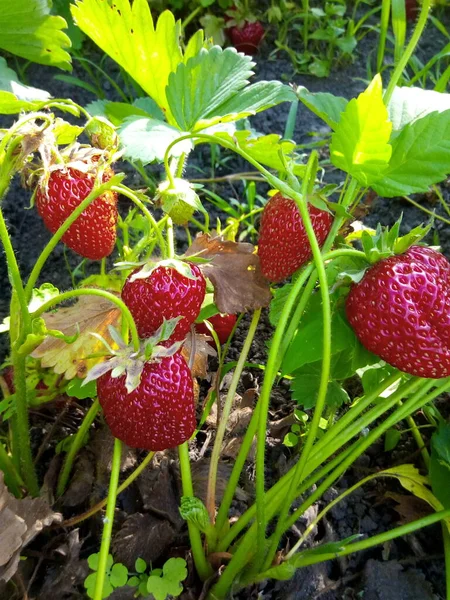 Morangos Jardim Bagas Vermelhas Maduras — Fotografia de Stock