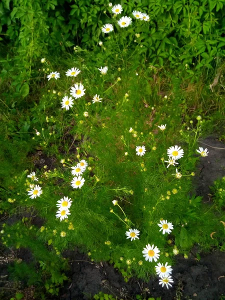 Grönt Gräs Och Blommor — Stockfoto