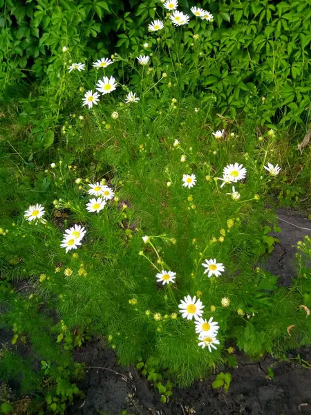 Grönt Gräs Och Blommor — Stockfoto