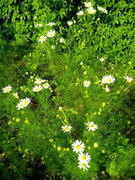 緑の草と花 — ストック写真