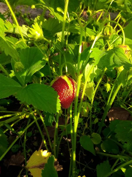 Φράουλα Στον Κήπο — Φωτογραφία Αρχείου