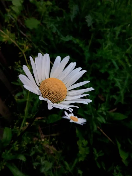 Zielony Trawa Kwiaty Stokrotki Liść Ogród Park — Zdjęcie stockowe