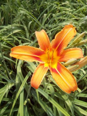 turuncu tiget zambak suyu mavisi