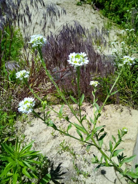 Wild Flower Blooming Grass Sandy Shore — Stock Photo, Image