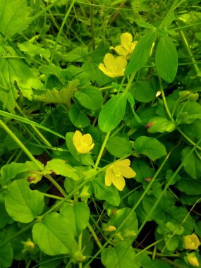 yeşil çimenler ve çiçekler papatyalar yaprak bahçesi parkı