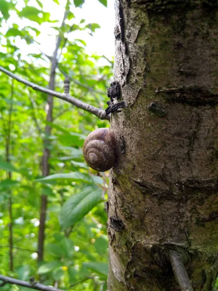 Escargot Jardin Sur Tronc Cerisier — Photo