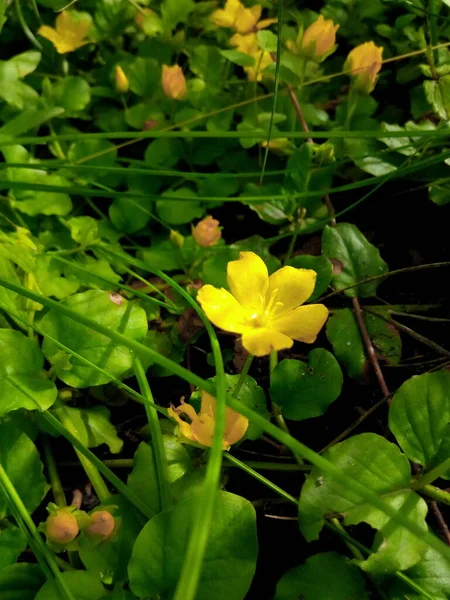 Zielony Trawa Kwiaty Stokrotki Liść Ogród Park — Zdjęcie stockowe