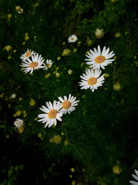 Blomstrende Tusindfryd Grøn Eng Have Park - Stock-foto