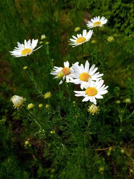 Blühende Gänseblümchen Auf Der Grünen Wiese Eines Gartenparks — Stockfoto