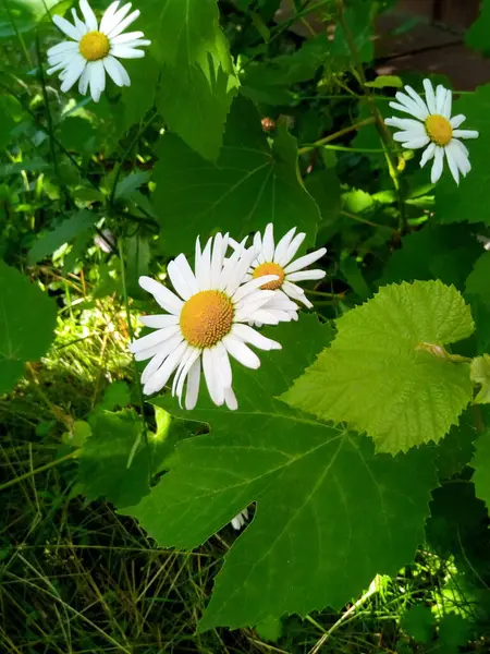 Marguerites Fleuries Dans Pré Verdoyant Parc Jardin — Photo