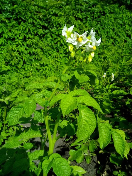 绿草和花卉雏菊叶园 — 图库照片