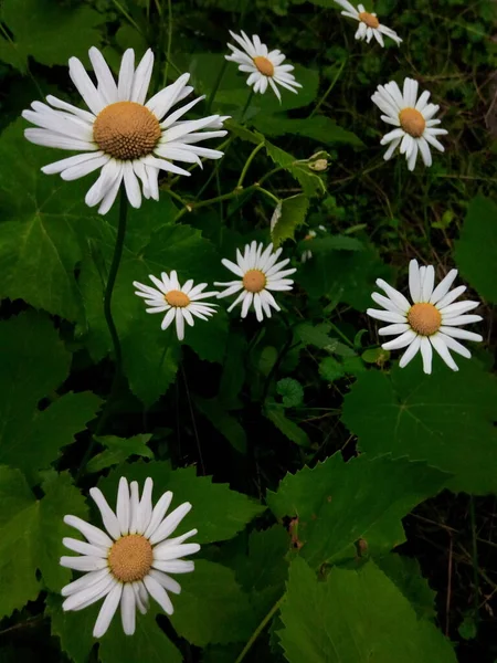 Blommande Prästkragar Den Gröna Ängen Trädgården Parken — Stockfoto