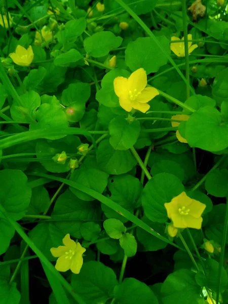 Yellow Flowers Forest — Stock Photo, Image