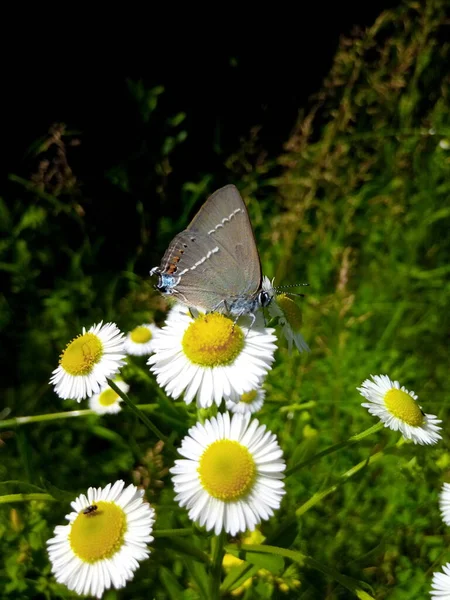 Бабочка Цветке Зеленом Лугу — стоковое фото