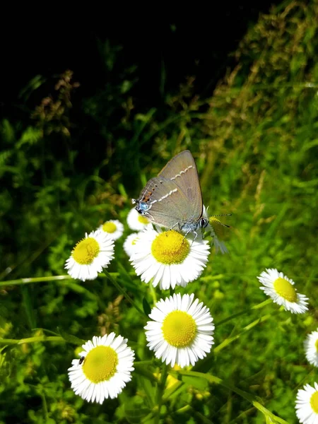 Бабочка Цветке Зеленом Лугу — стоковое фото