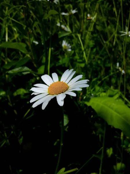 Blühende Gänseblümchen Auf Der Grünen Wiese Des Gartenparks Sommertag — Stockfoto