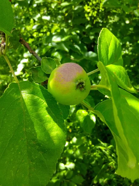 Äpfel Auf Einem Baum — Stockfoto