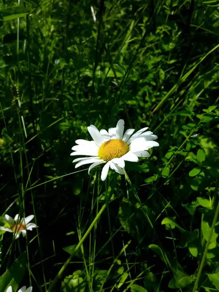 여름날 정원의 초원의 데이지 피우는 — 스톡 사진