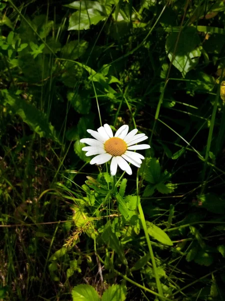 Fioritura Margherite Nel Prato Verde Del Parco Giardino Giorno Estate — Foto Stock