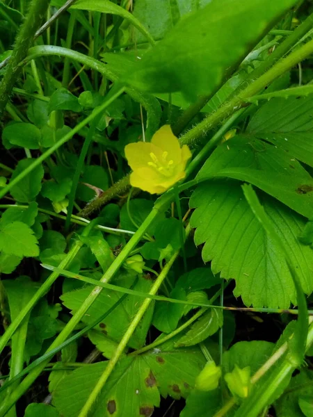 Fleurs Jaunes Dans Forêt — Photo