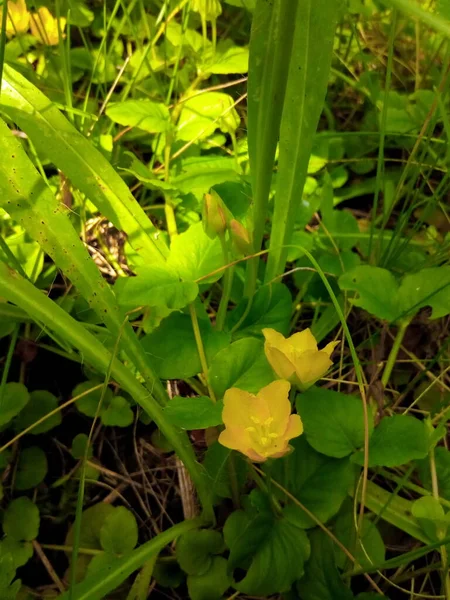 森林里的黄花 — 图库照片