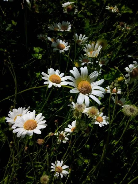 Bloeiende Madeliefjes Groene Weide Van Het Park Zomerdag — Stockfoto