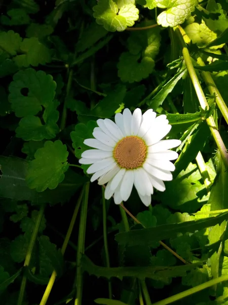 夏の庭公園の緑の牧草地で開花日 — ストック写真