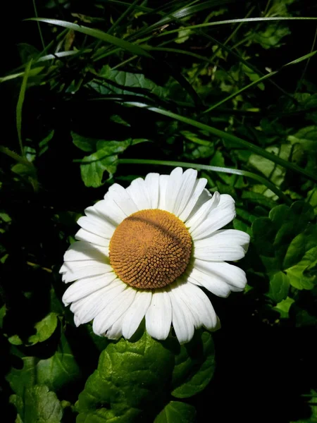 Kvetoucí Sedmikrásky Zelené Louce Zahradního Parku Letní Den — Stock fotografie