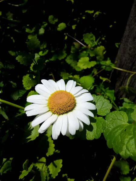 Marguerites Fleuries Dans Prairie Verte Parc Jardin Journée Été — Photo