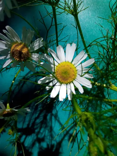 Marguerites Fleuries Dans Prairie Verte Parc Jardin Journée Été — Photo