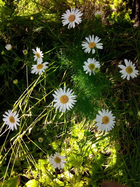 Bloeiende Madeliefjes Groene Weide Van Het Park Zomerdag — Stockfoto