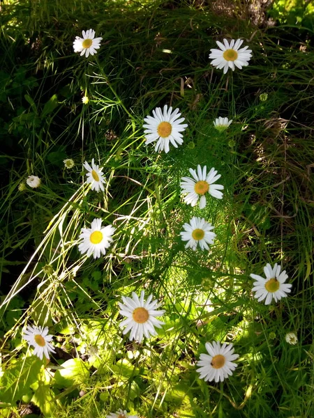 Blommande Prästkragar Den Gröna Ängen Trädgården Park Sommardag — Stockfoto