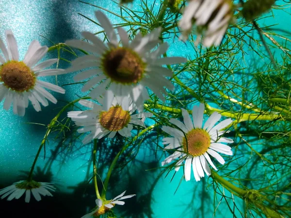 Blooming Daisies Green Meadow Garden Park Summer Day Royalty Free Stock Photos