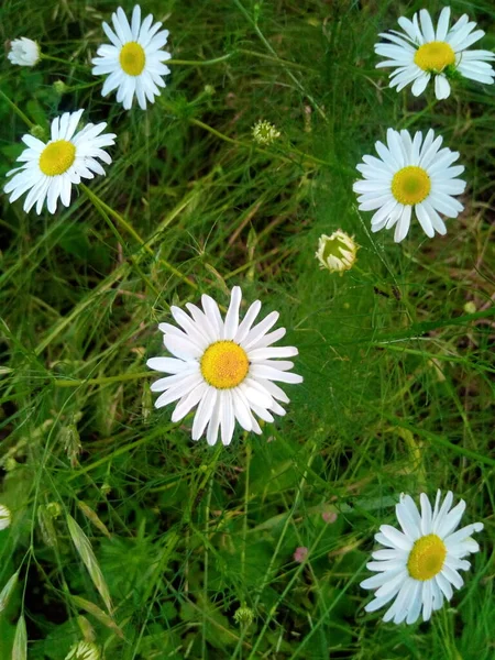 Margaridas Grama Jardim Parque Dia Verão — Fotografia de Stock