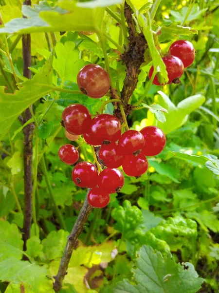 红醋栗成熟的浆果在花园里的枝头上 — 图库照片