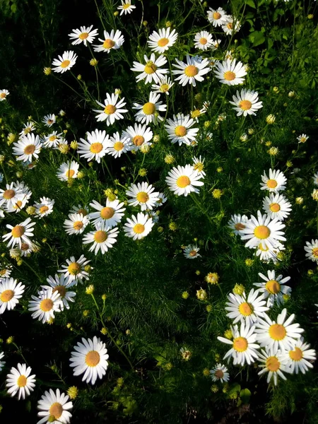 Margherite Fiore Nel Prato Verde Del Parco Del Giardino — Foto Stock