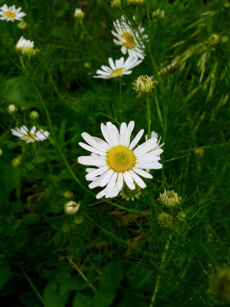 Blühende Gänseblümchen Auf Der Grünen Wiese Des Gartenparks — Stockfoto