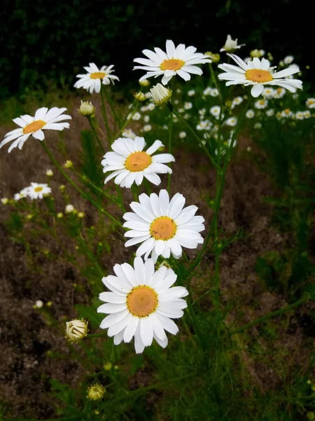 Margherite Fiore Nel Prato Verde Del Parco Del Giardino — Foto Stock